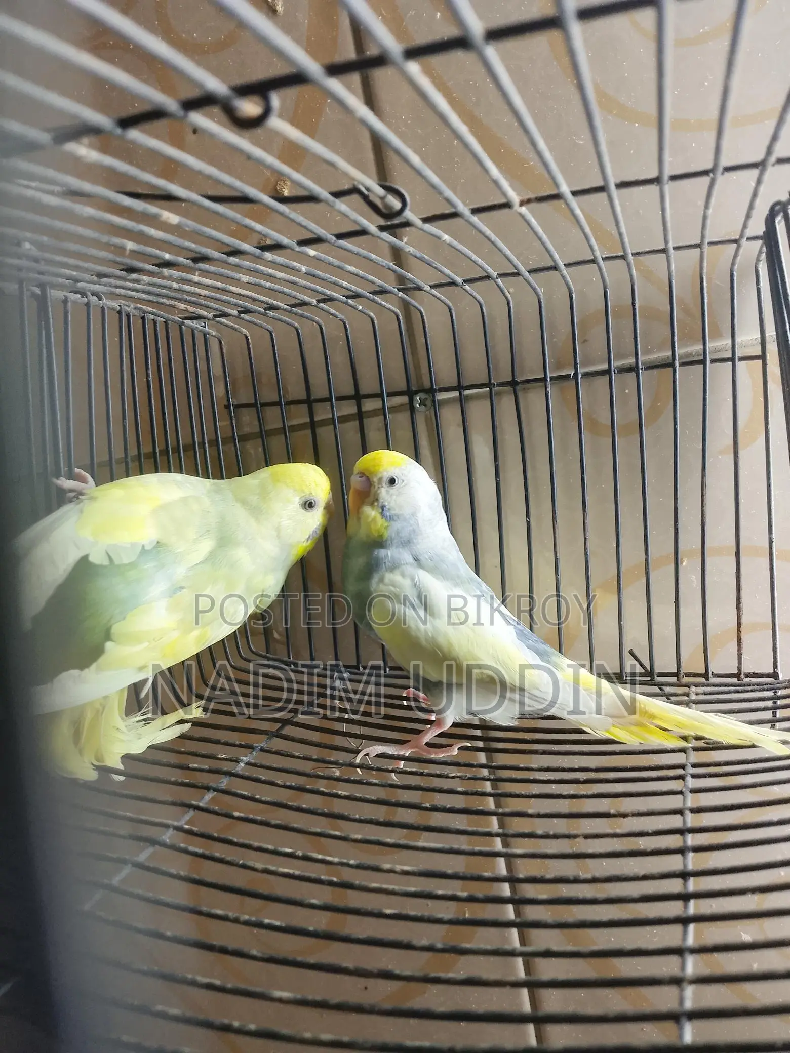 ক্লিয়ার উইং পাইড ব্রিডিং পেয়ার