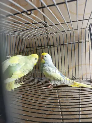 ক্লিয়ার উইং পাইড ব্রিডিং পেয়ার