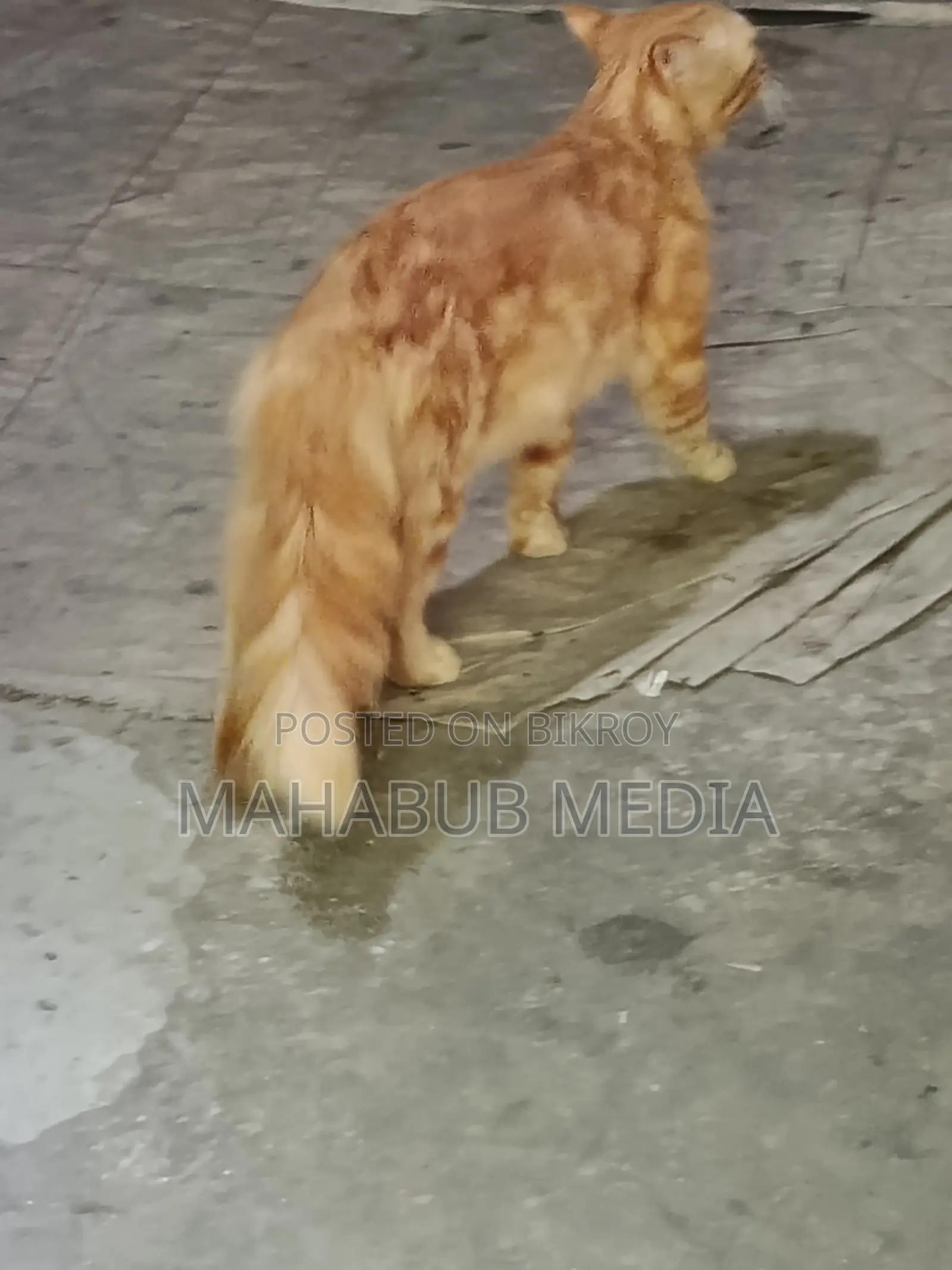 Persian Cat