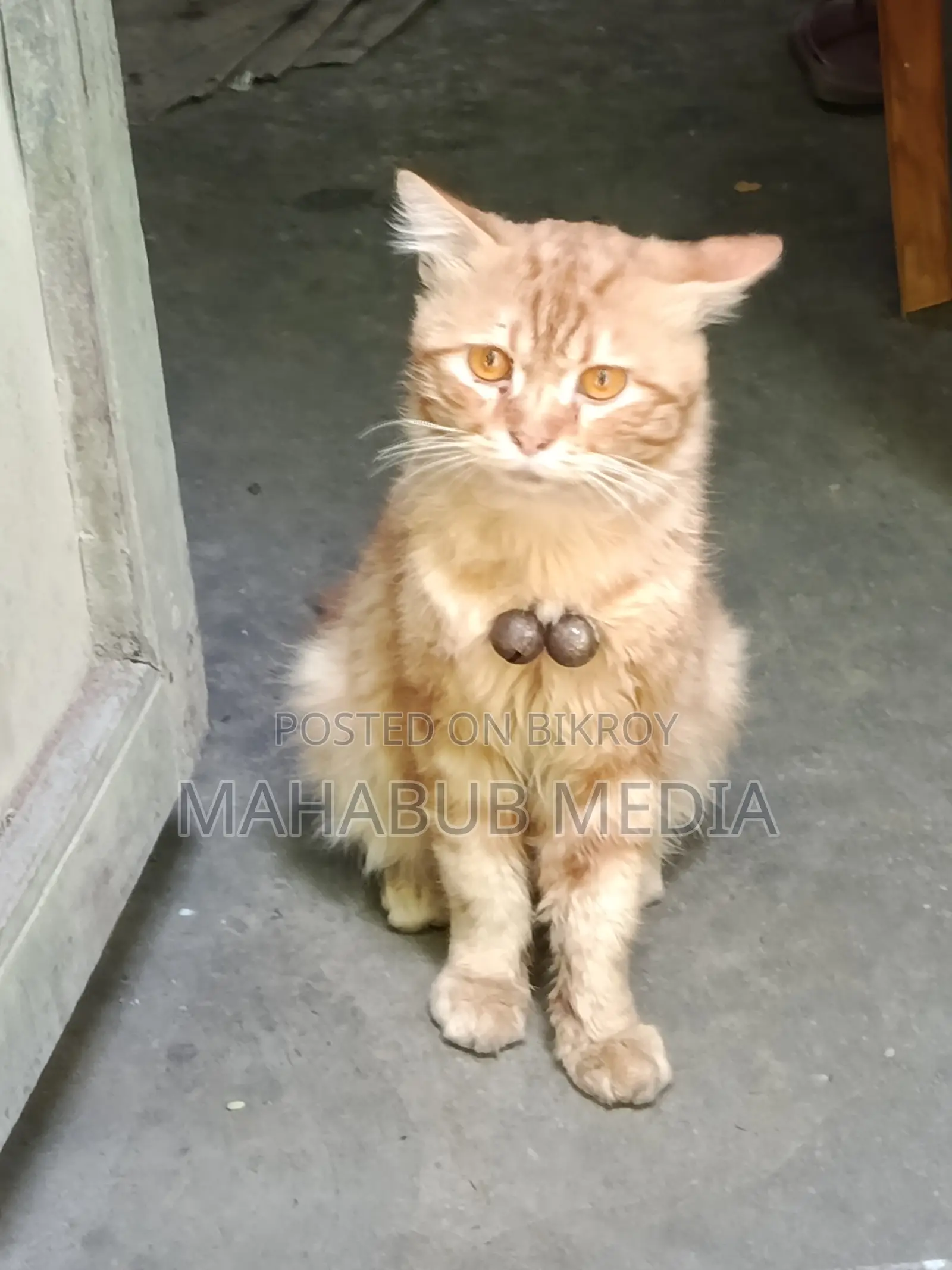 Persian Cat