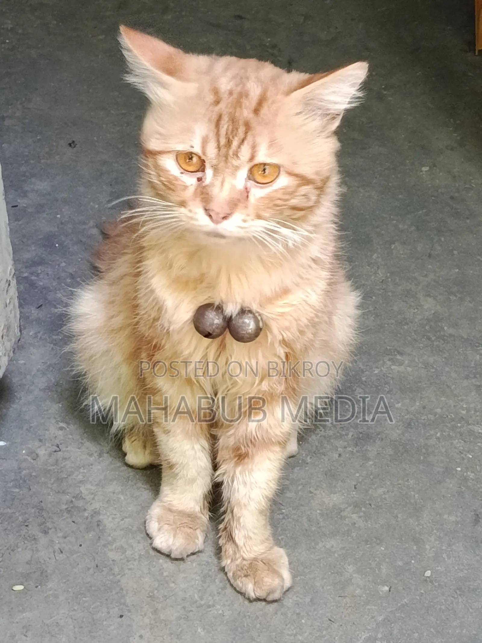Persian Cat