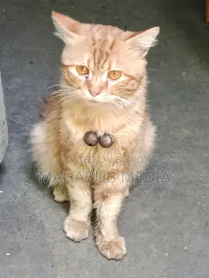 Persian Cat