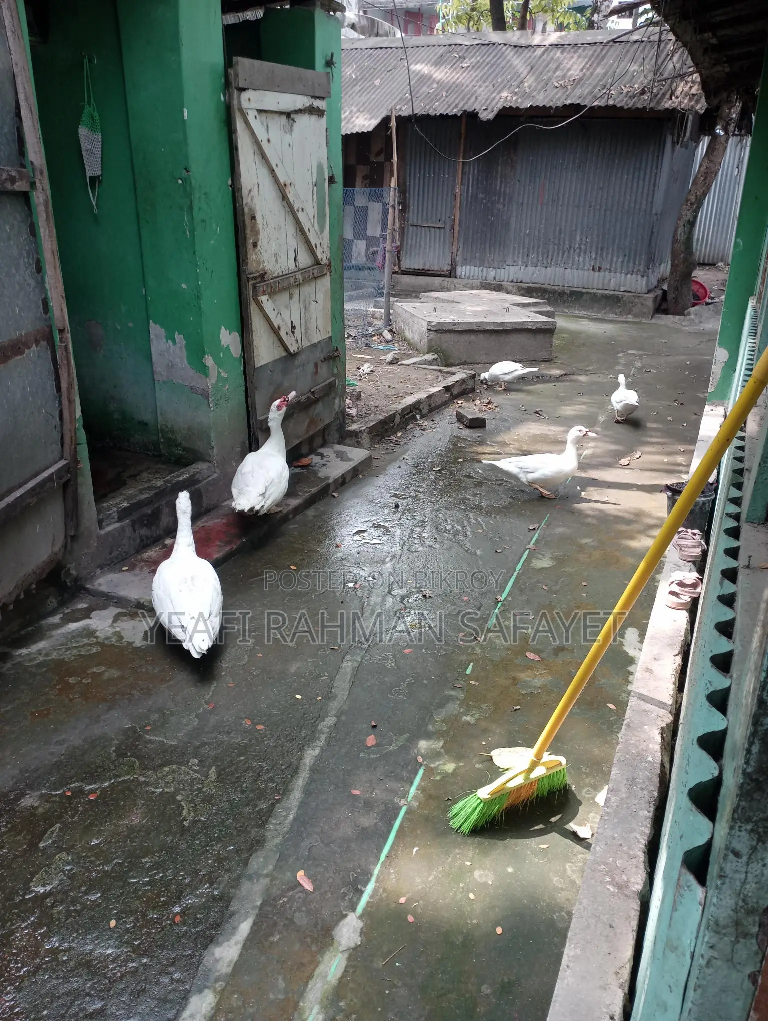Ducks for Sale