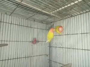 লাভবার্ড