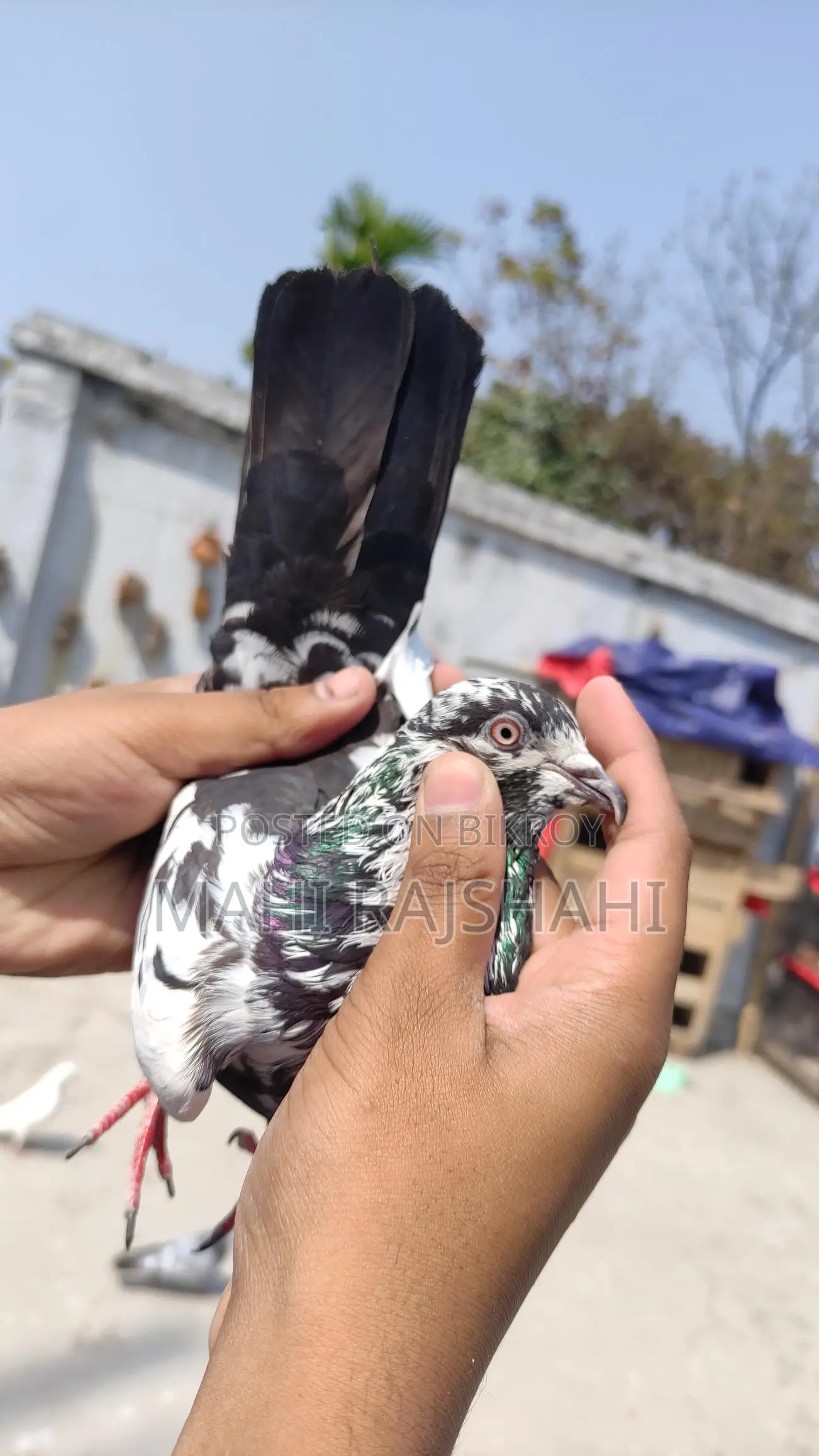 Chat Nor and Jak Pigeons