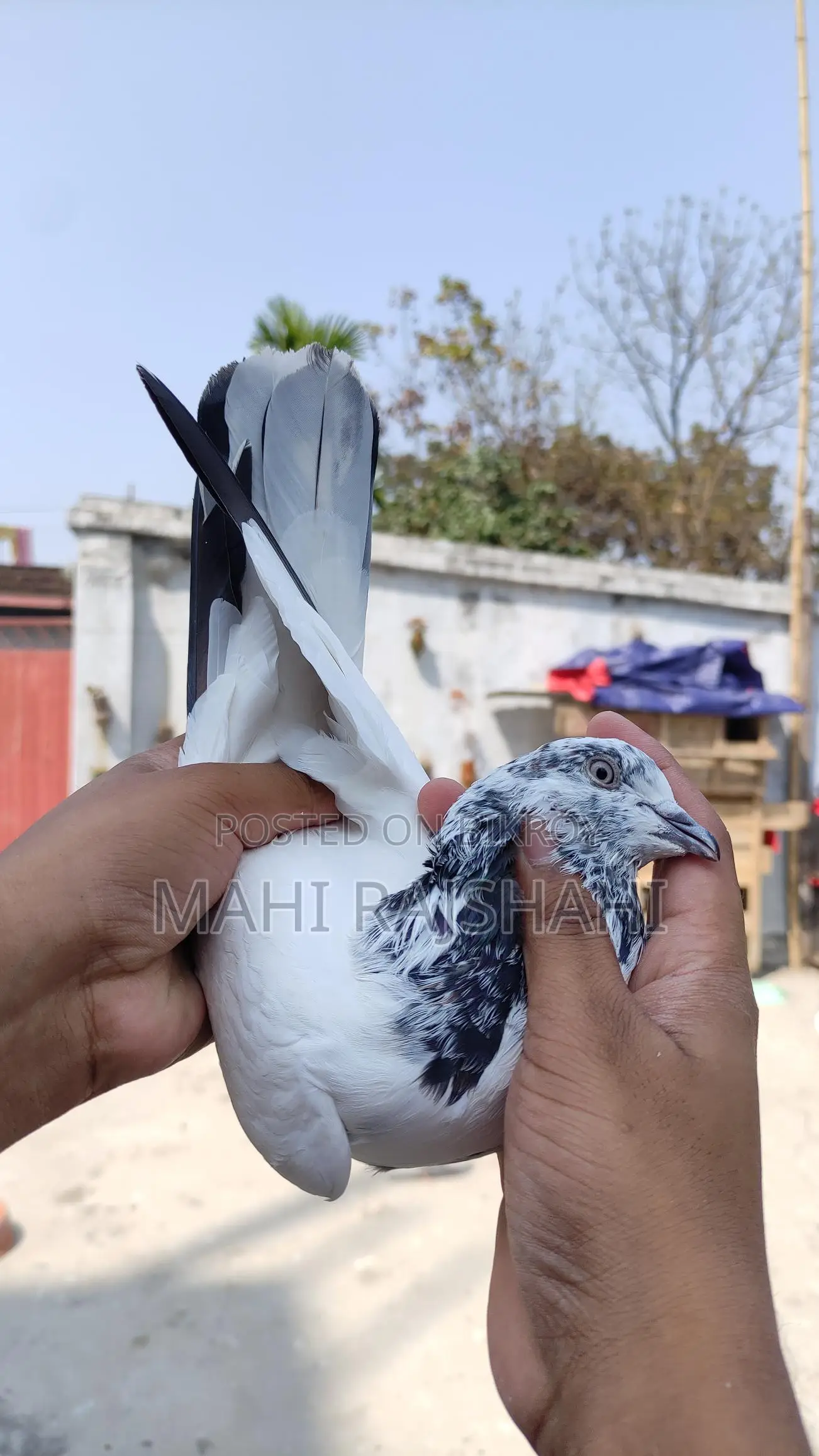 Chat Nor and Jak Pigeons
