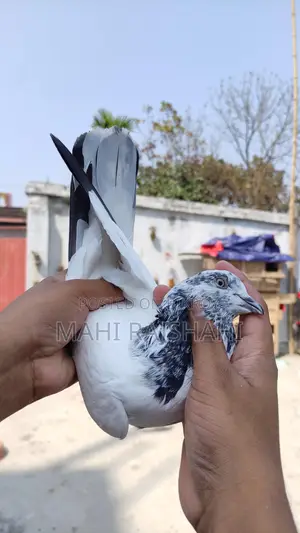 Chat Nor and Jak Pigeons