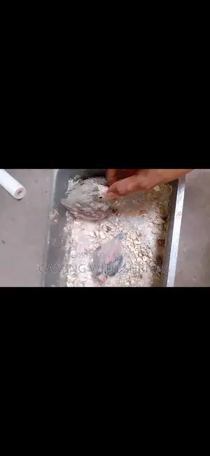 কাকেটেল পাখির বাচ্চা