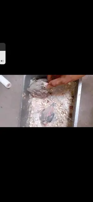 কাকেটেল পাখির বাচ্চা