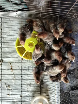 ফাওমি মুরগীর বাচ্চা