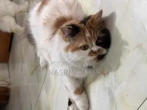3-6 Months Female Purebred Persian