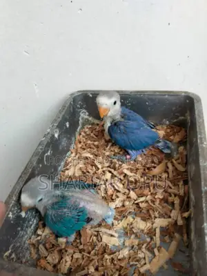 Love Bird Tame Size