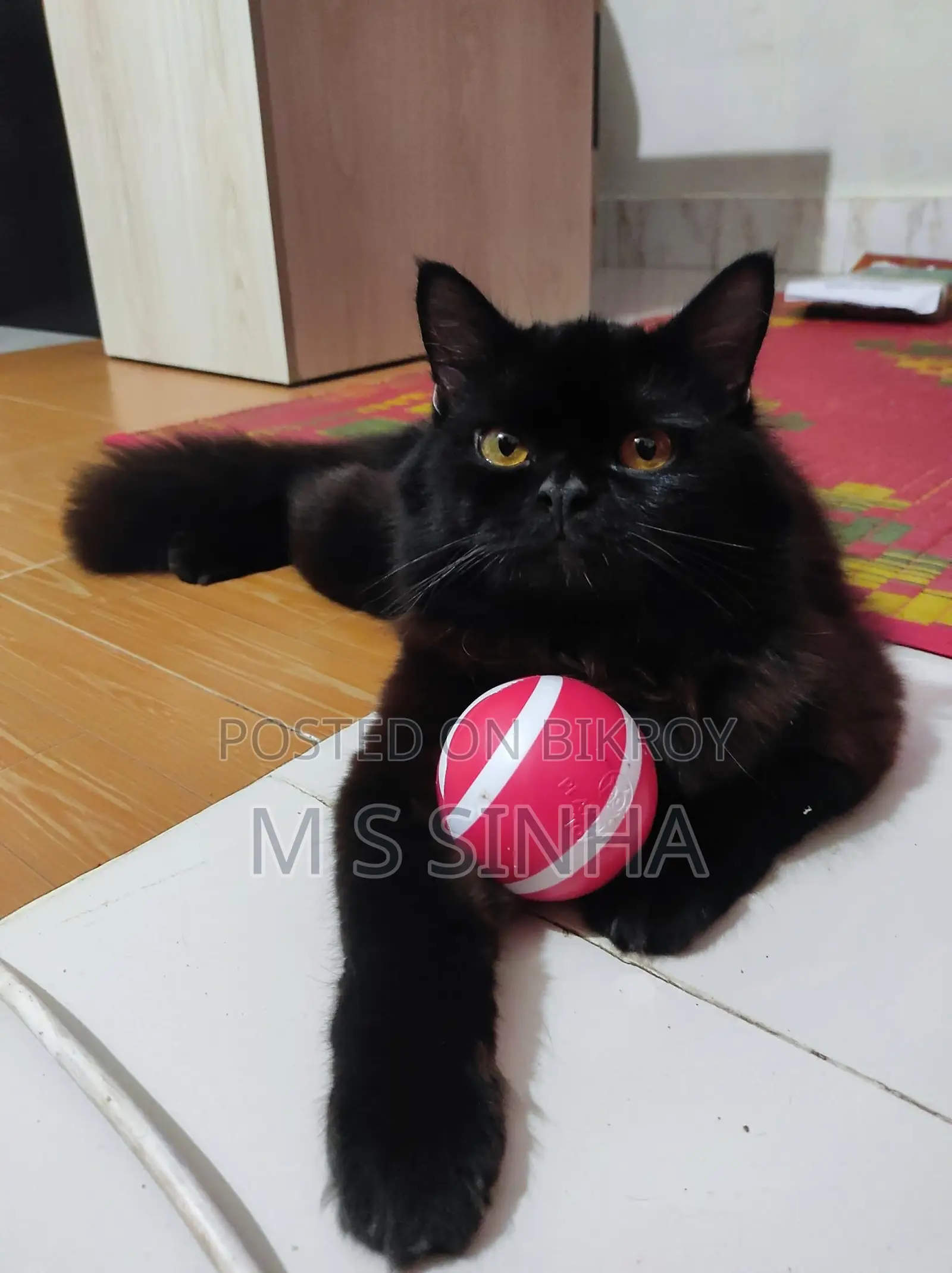 Black Cat