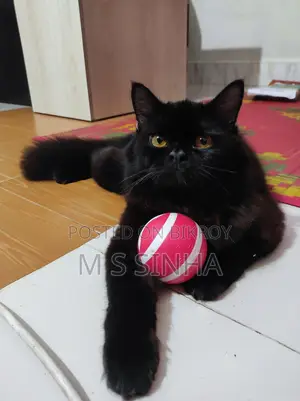 Black Cat