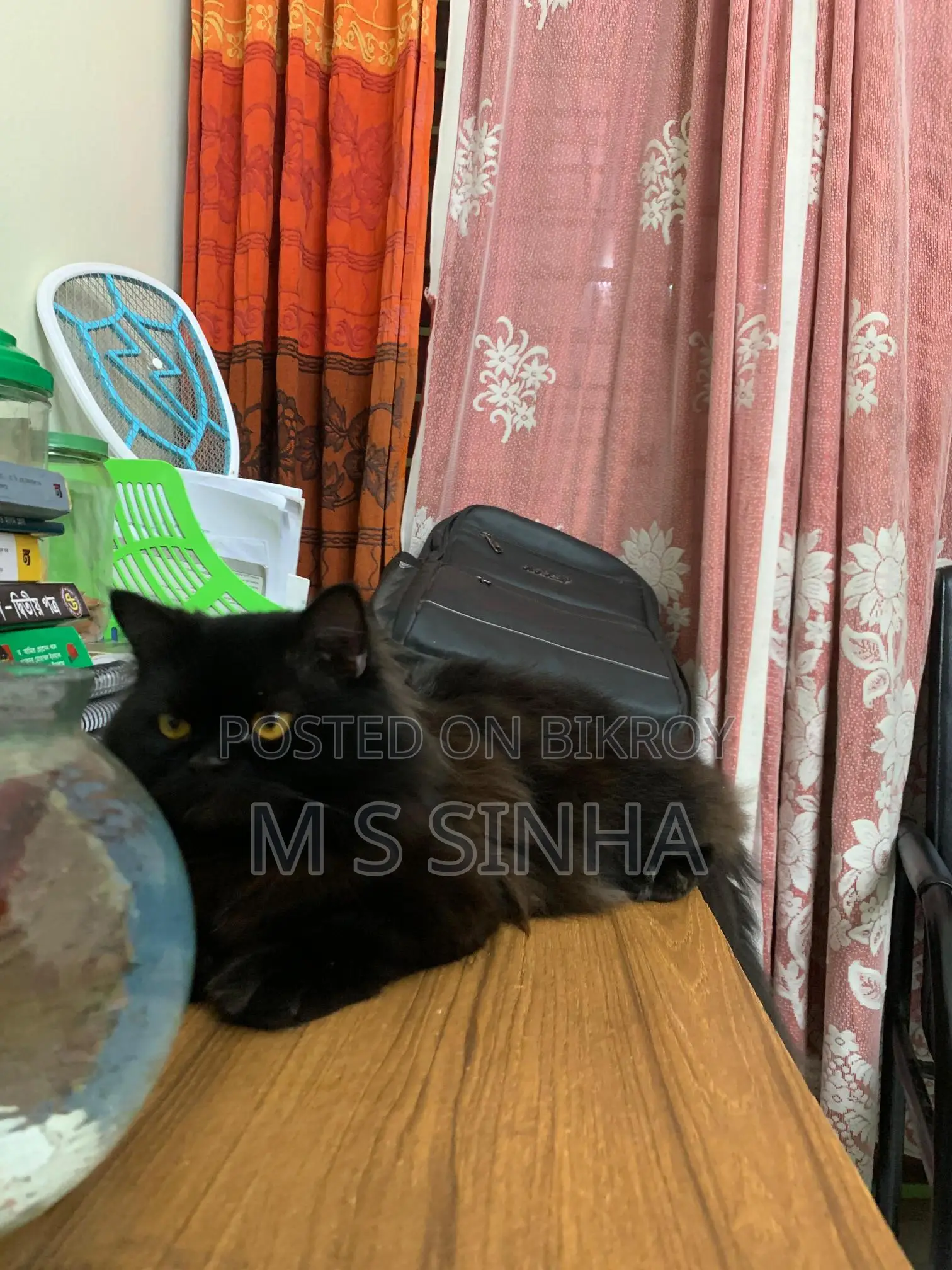 Black Cat