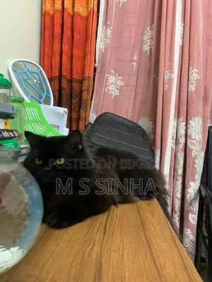 Black Cat
