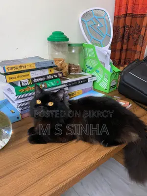 Black Cat
