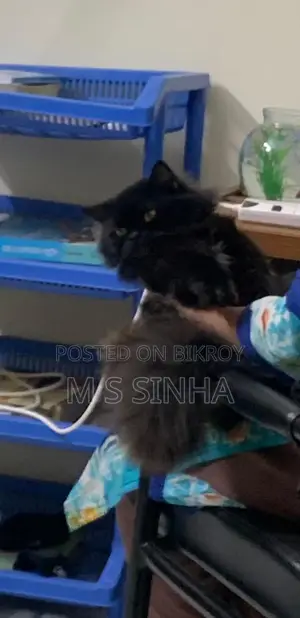 Black Cat