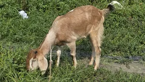 কোরবানির খাসি।