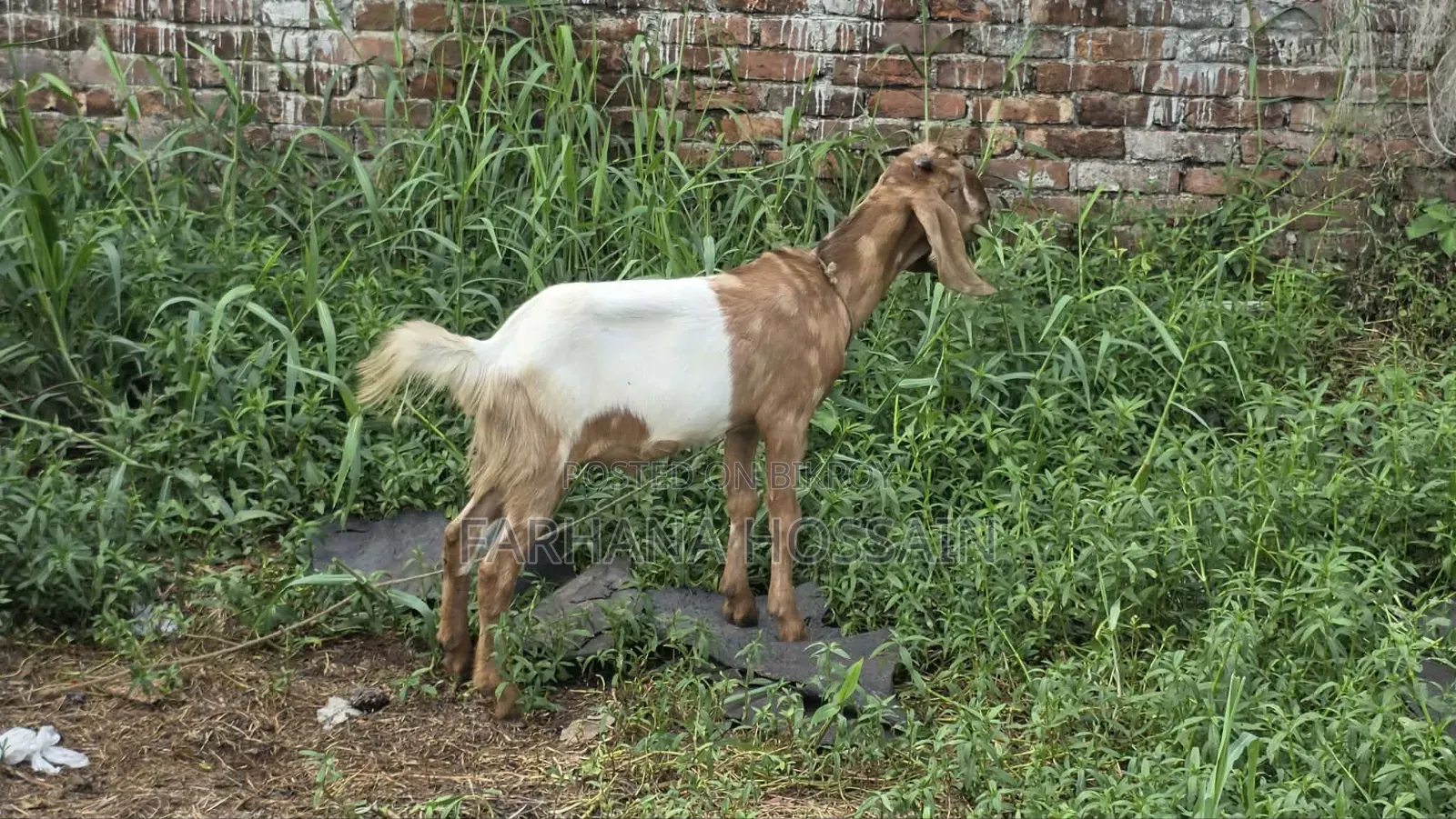 কোরবানির খাসি।