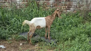 কোরবানির খাসি।