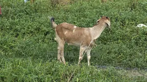কোরবানির খাসি।