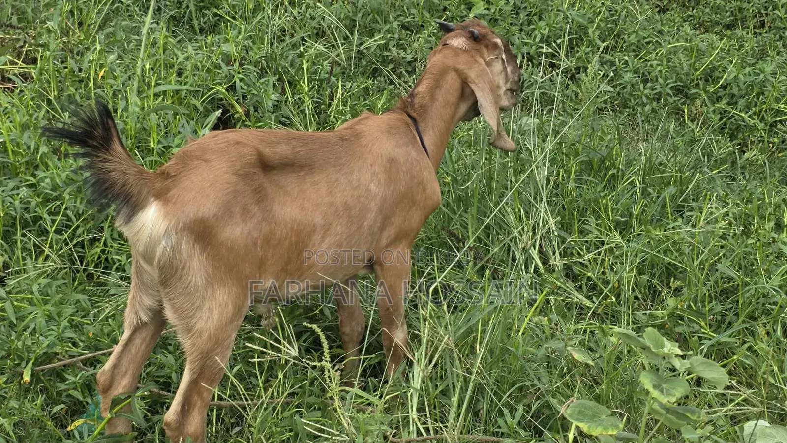 কোরবানির খাসি।