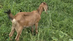 কোরবানির খাসি।