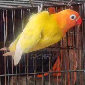 Pastel Opaline Split Ino