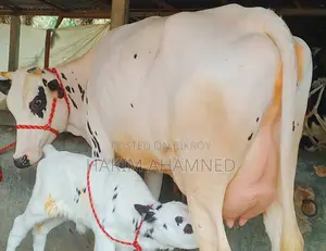 উন্নত জাতের অস্ট্রেলিয়ান ফ্রিজিয়ান দুধের গাভী শান্ত স্বভাব