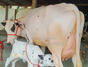 উন্নত জাতের অস্ট্রেলিয়ান ফ্রিজিয়ান দুধের গাভী শান্ত স্বভাব