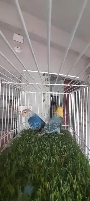 লাভ বার্ড