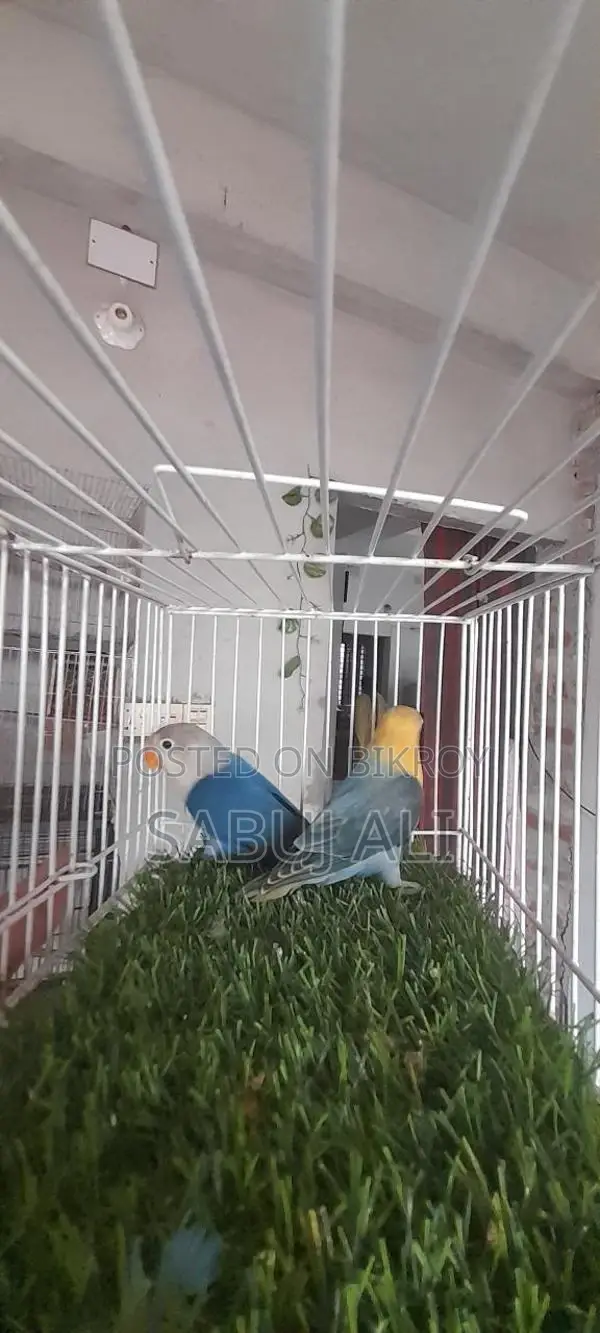 লাভ বার্ড