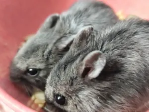 Russian Dwarf Hamster Pair 5 Weeks