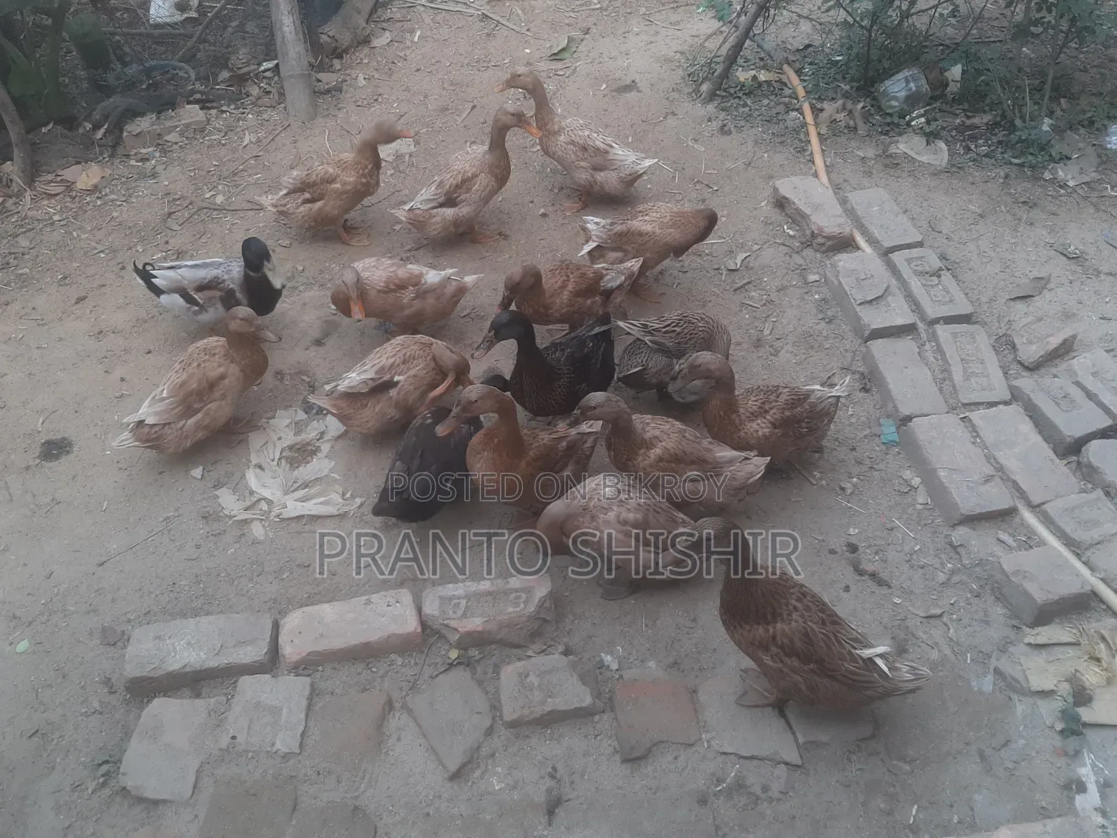 দেশি হাস ১৪পিচ
