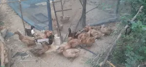 দেশি হাস ১৪পিচ