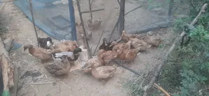 দেশি হাস ১৪পিচ