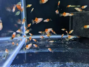 1 Pair Red Platy