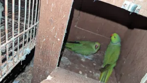 Ringneck Pair