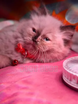 1-3 Months Male Mixed Breed Himalayan