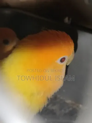 Lovebird Orange Headed Lutino Red Eye