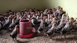 10-14 Day Old Fayoumi Chicks For Sale
