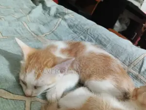 ১-৩ মাস বয়সী পুরুষ পিওরব্রেড বিড়াল