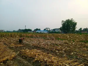 সুবর্ণ সুযোগ! মানিকগঞ্জ শহরের একদম কাছাকাছি পানির দরে জমি বিক্রি!