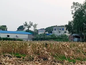 সুবর্ণ সুযোগ! মানিকগঞ্জ শহরের একদম কাছাকাছি পানির দরে জমি বিক্রি!
