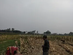 সুবর্ণ সুযোগ! মানিকগঞ্জ শহরের একদম কাছাকাছি পানির দরে জমি বিক্রি!