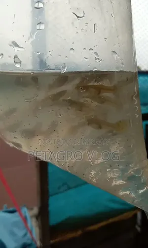 Mix Guppy Fish