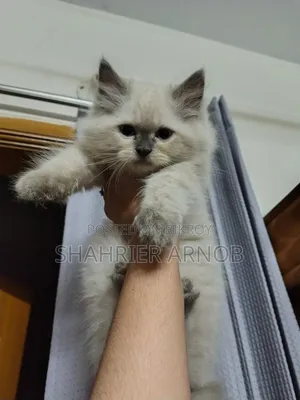 1-3 Months Male Purebred Persian