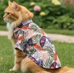 6-12 Months Male Mixed Breed Persian