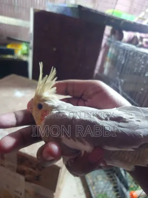 ককাটেল টেম সাইজ